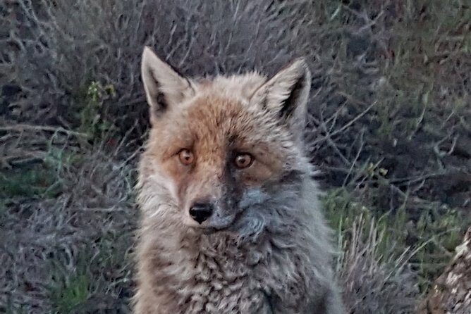 Etna and surroundings - Craters Silvestri of Mount Etna: Walking Through History