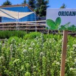 Etna Aromatic Experience: Scents of Sicily and Signature Flavors - An In-Depth Look at the Experience