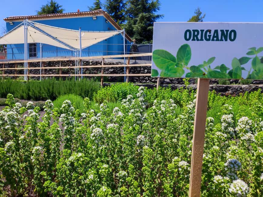 Etna Aromatic Experience: Scents of Sicily and Signature Flavors - An In-Depth Look at the Experience