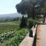 Etna Excursion and Lunch - Wine Tasting in Etna DOC Vinery - The Value of This Tour