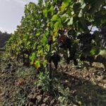 Etna Wine And Taormina From Messina - Exploring Taormina and the Key Stops