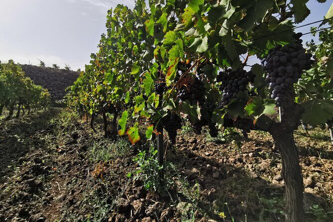 Etna Wine And Taormina From Messina - Exploring Taormina and the Key Stops