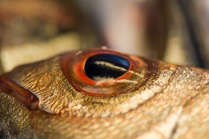 Evening Boat Tour with Dinner Experience - Food and Drink Onboard