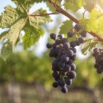 Evening of Wine and Scenic Views in Skiathos - The Itinerary in Detail