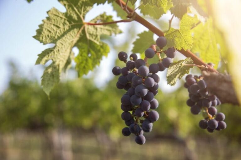 Evening of Wine and Scenic Views in Skiathos - The Itinerary in Detail