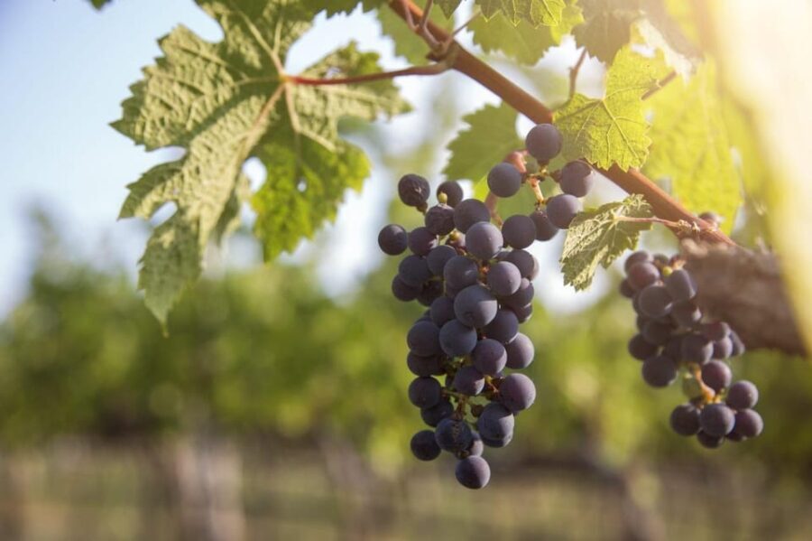 Evening of Wine and Scenic Views in Skiathos - The Itinerary in Detail