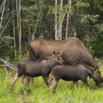 Evening Wildlife Safari from Stockholm - Final Thoughts