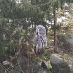 Evening Wildlife Safari with Campfire Dinner from Stockholm - Who Should Consider This Tour?