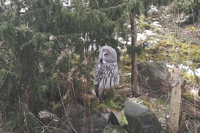 Evening Wildlife Safari with Campfire Dinner from Stockholm - Who Should Consider This Tour?