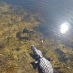 Everglades Eco Airboat Tour with Private Luxury Transportation - What’s Included and What to Know