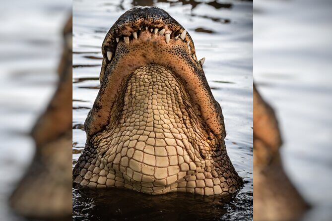 Everglades Immersion Tour: The Ultimate Everglades Adventure - The Bottom Line