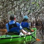 Everglades Kayak Safari Adventure Through Mangrove Tunnels - Wildlife and Nature Encounters