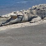 Everglades National Park: 3 Hikes + 90 minute Boat Tour + Lunch - Who Should Consider This Tour?