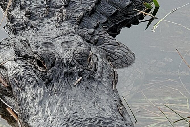 Everglades National Park Naturalist Led Hike, 2 Boat Trips + More - The Itinerary in Detail