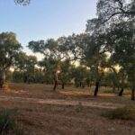 Évora: Ancient Roman Temple & Kings Christ Tour - What to Expect During the Day