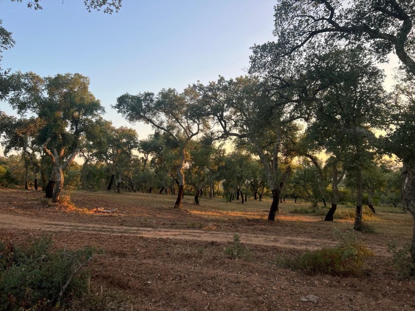 Évora: Ancient Roman Temple & Kings Christ Tour - What to Expect During the Day