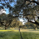 Évora: Cork Factory and Cork Farm Lunch included - What the Tour Includes and What to Keep in Mind