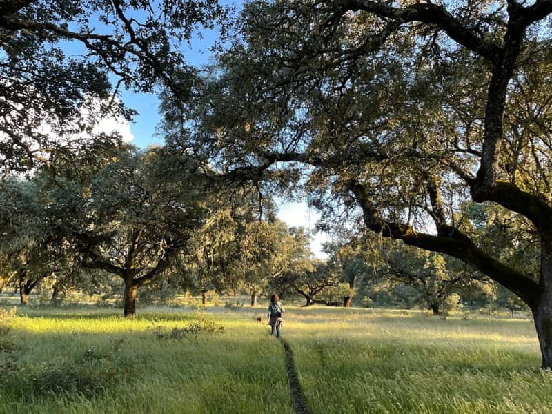 Évora: Cork Factory and Cork Farm Lunch included - What the Tour Includes and What to Keep in Mind