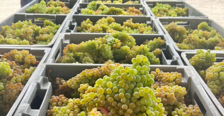 Exclusive 5-wine tasting - The Full Experience: What to Expect During the Tour