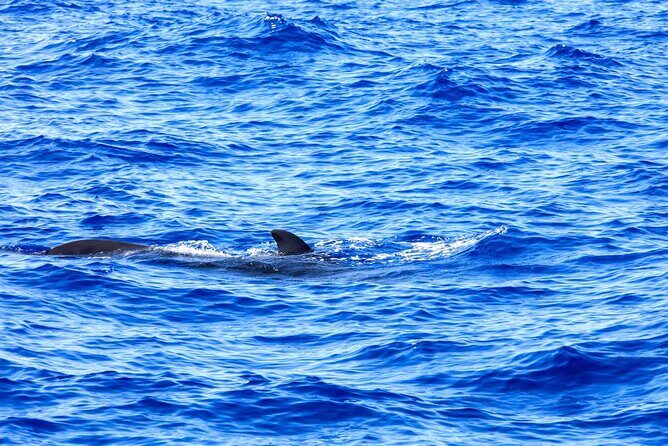 Exclusive Freebird Catamaran Whale & Dolphin to Masca From North - What the Experience Might Be Like