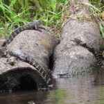 Exclusive Nature Escape Kayak Adventure on Blackwater Creek - The Experience in Detail