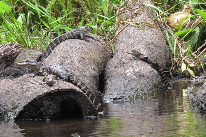 Exclusive Nature Escape Kayak Adventure on Blackwater Creek - The Experience in Detail