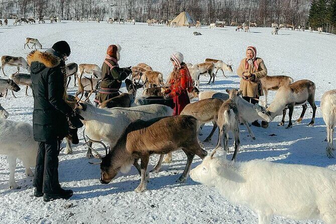 Exclusive Reindeers Experience in small groups, Tromso - What the Reviews Say