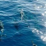 Exclusive Waikiki Yacht Snorkel with Lunch and Bevs - FAQ