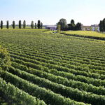 Exclusive Wine Experience: Venetian Best Vineyards - What to Expect: An Honest Breakdown