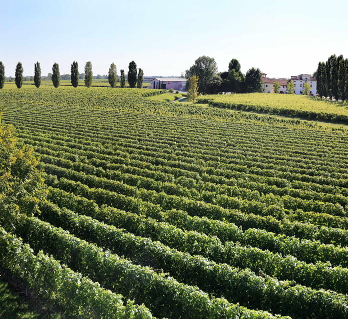 Exclusive Wine Experience: Venetian Best Vineyards - What to Expect: An Honest Breakdown