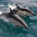 Excursion to Gibraltar with Dolphin Watching from Malaga - Who Is This Tour Best For?