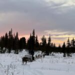 Experience a reindeer feeding tour in the wild - FAQs