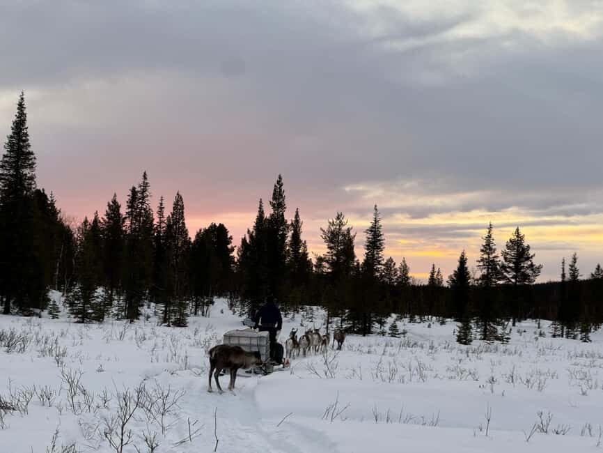 Experience a reindeer feeding tour in the wild - FAQs