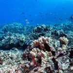 Experience Scuba Diving in Hawaii - Who Would Love This Experience