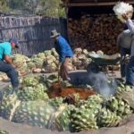 Experience the Mezcal Tour in Oaxaca - Visiting Santiago Matatlan – The Heart of Mezcal Making