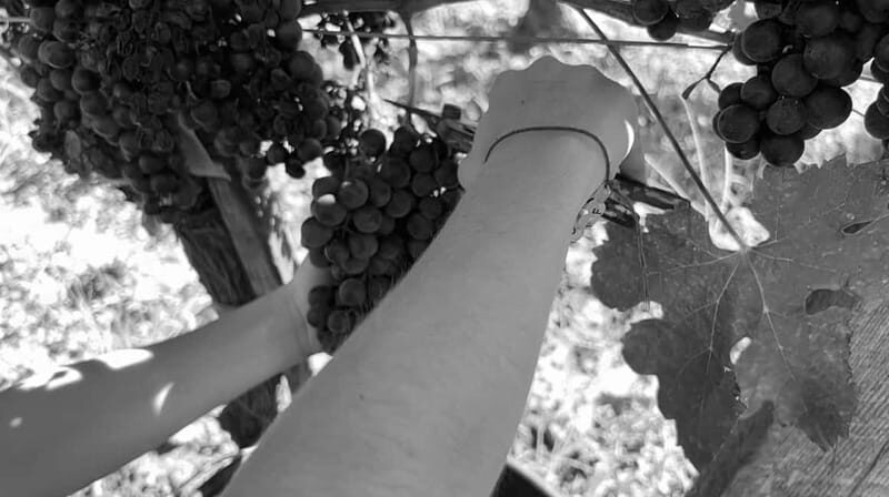 Exploration Oenologique au Château Labrie St Emilion GC - Who Will Enjoy This Tour?