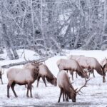 Explore Banff + Wildlife - FAQs