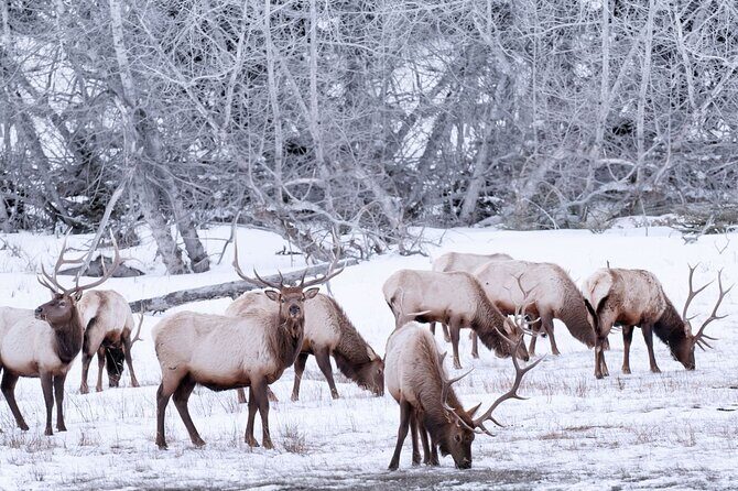 Explore Banff + Wildlife - FAQs
