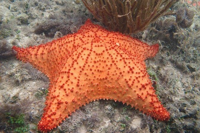 Explore Contoy Island - What Real Travelers Say