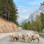 Explore Moraine Lake, Banff, Lake Louise & Minnewanka - What Travelers Are Saying