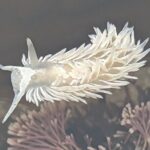 Explore San Diego Tide Pools with a Marine Biologist - The Practicalities: Price, Duration, and Group Size