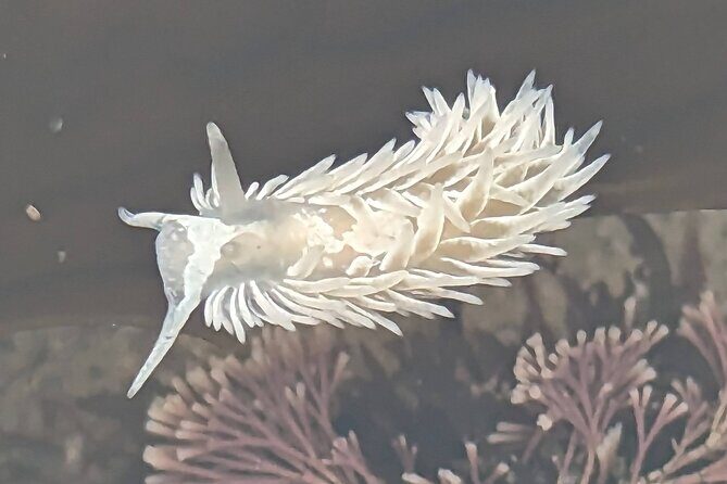 Explore San Diego Tide Pools with a Marine Biologist - The Practicalities: Price, Duration, and Group Size