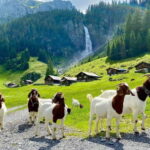 Explore Swiss Villages: Interlaken-Grindelwald(Private Tour) - A Closer Look at the Itinerary and Stops