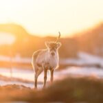 Explore the Norwegian Fjords and the Wildlife From Abisko - What to Expect on the Tour