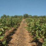 Explore the Secrets of Wine and Olives in Rethymno - FAQ