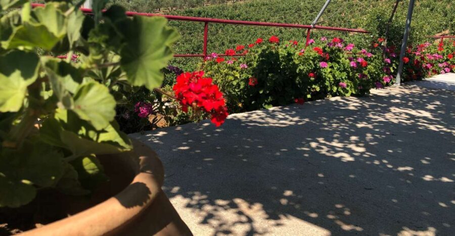 Explore the Secrets of Wine and Olives in Rethymno - The Experience and Its Value