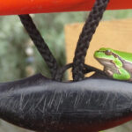 Exploring the Magic of the Danube Delta through photo lenses - What to Expect from the Experience