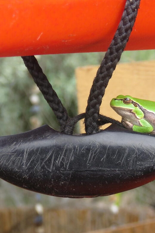Exploring the Magic of the Danube Delta through photo lenses - What to Expect from the Experience