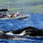Eye-Level Whale or Dolphin Watching Eco-Raft Tour from Lahaina - What Makes This Tour Stand Out