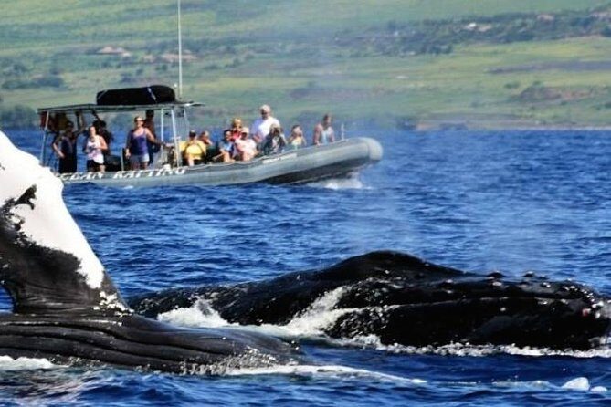 Eye-Level Whale or Dolphin Watching Eco-Raft Tour from Lahaina - What Makes This Tour Stand Out